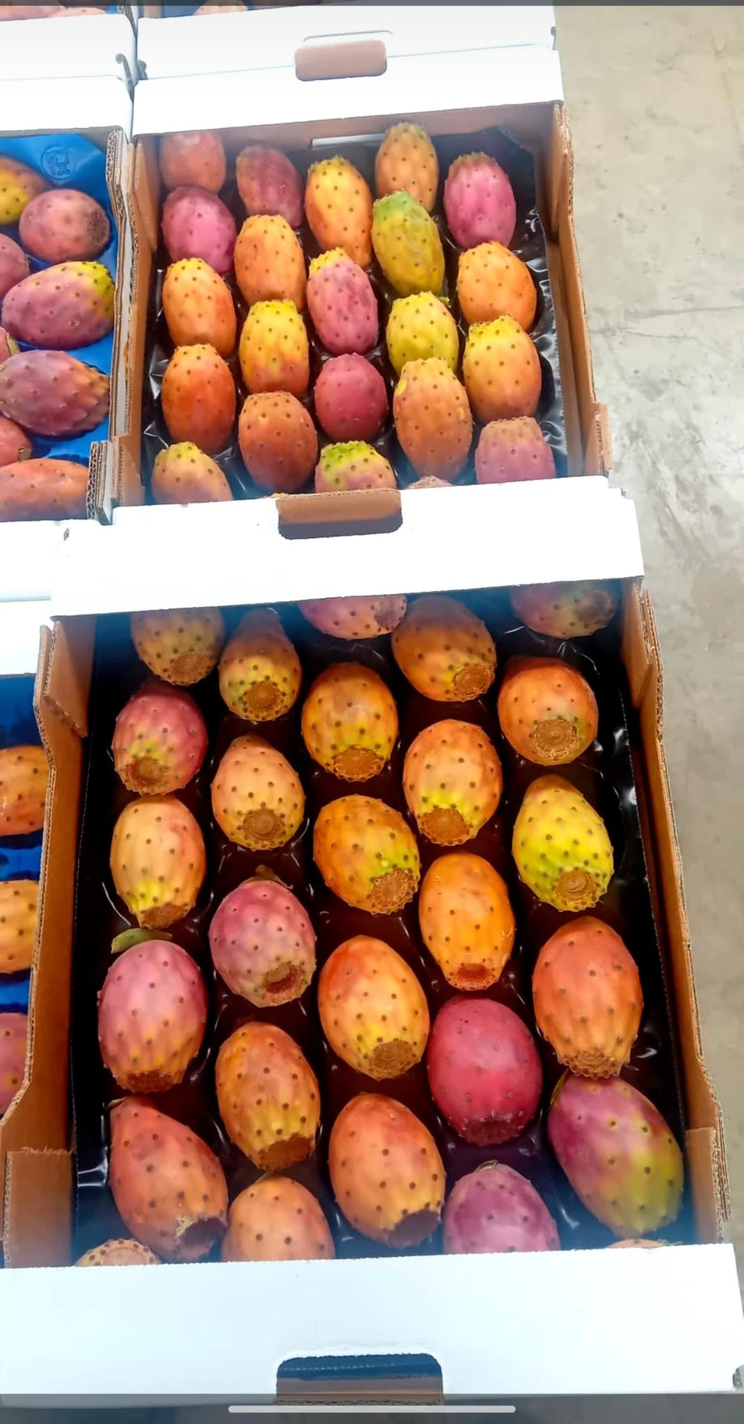 Chumbos Artesanales del Desierto