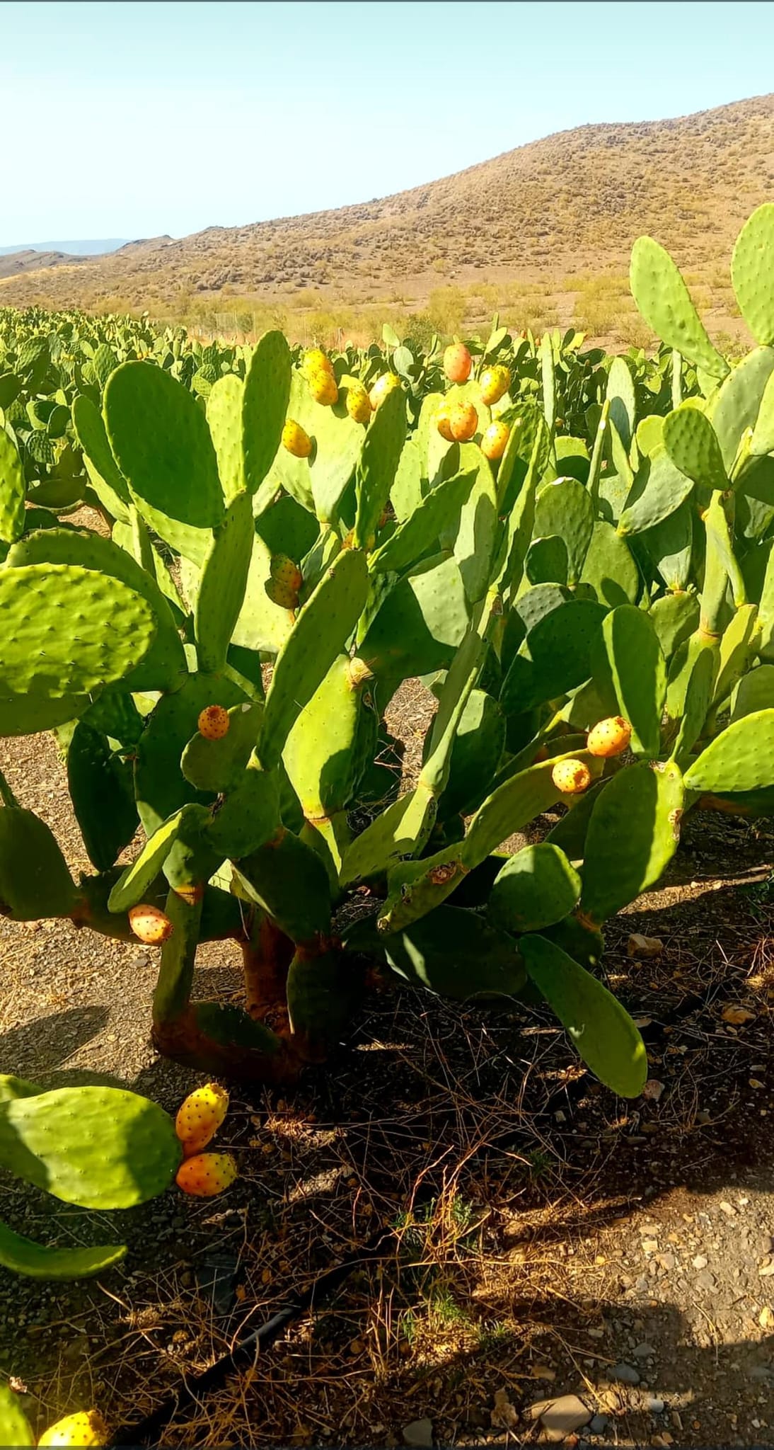 Chumbos Artesanales del Desierto
