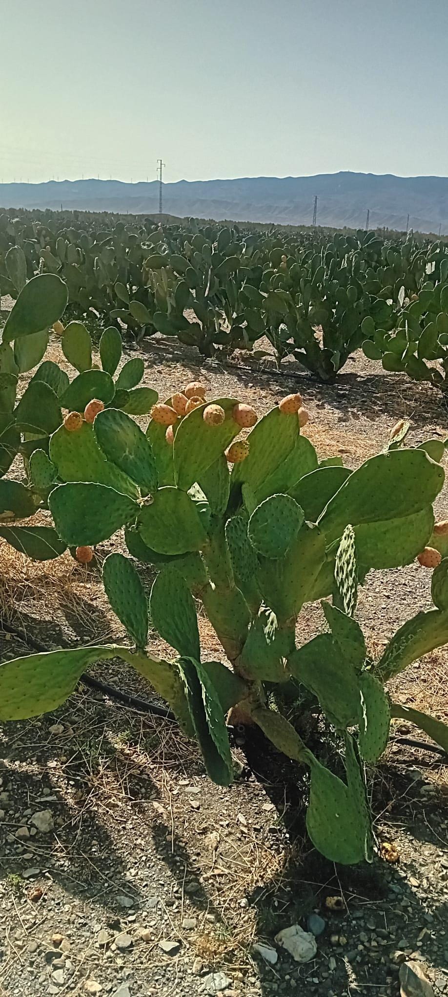 Chumbos Artesanales del Desierto