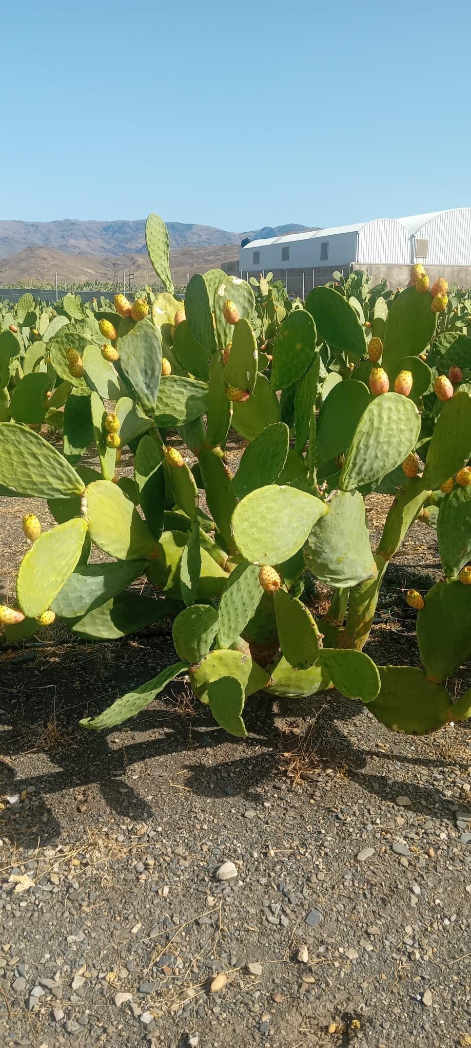 Palas de Chumbos Frescas