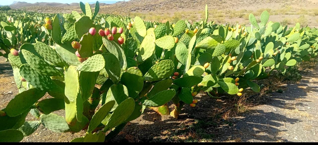 Palas de Chumbos Frescas