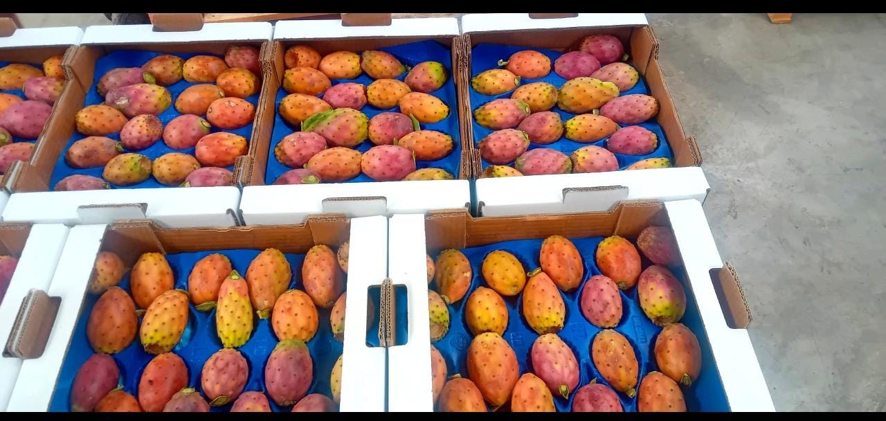 Chumbos Artesanales del Desierto