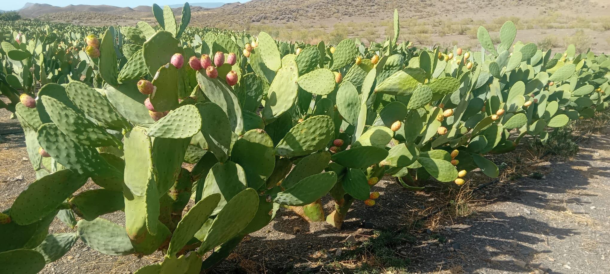 Palas de Chumbos Frescas