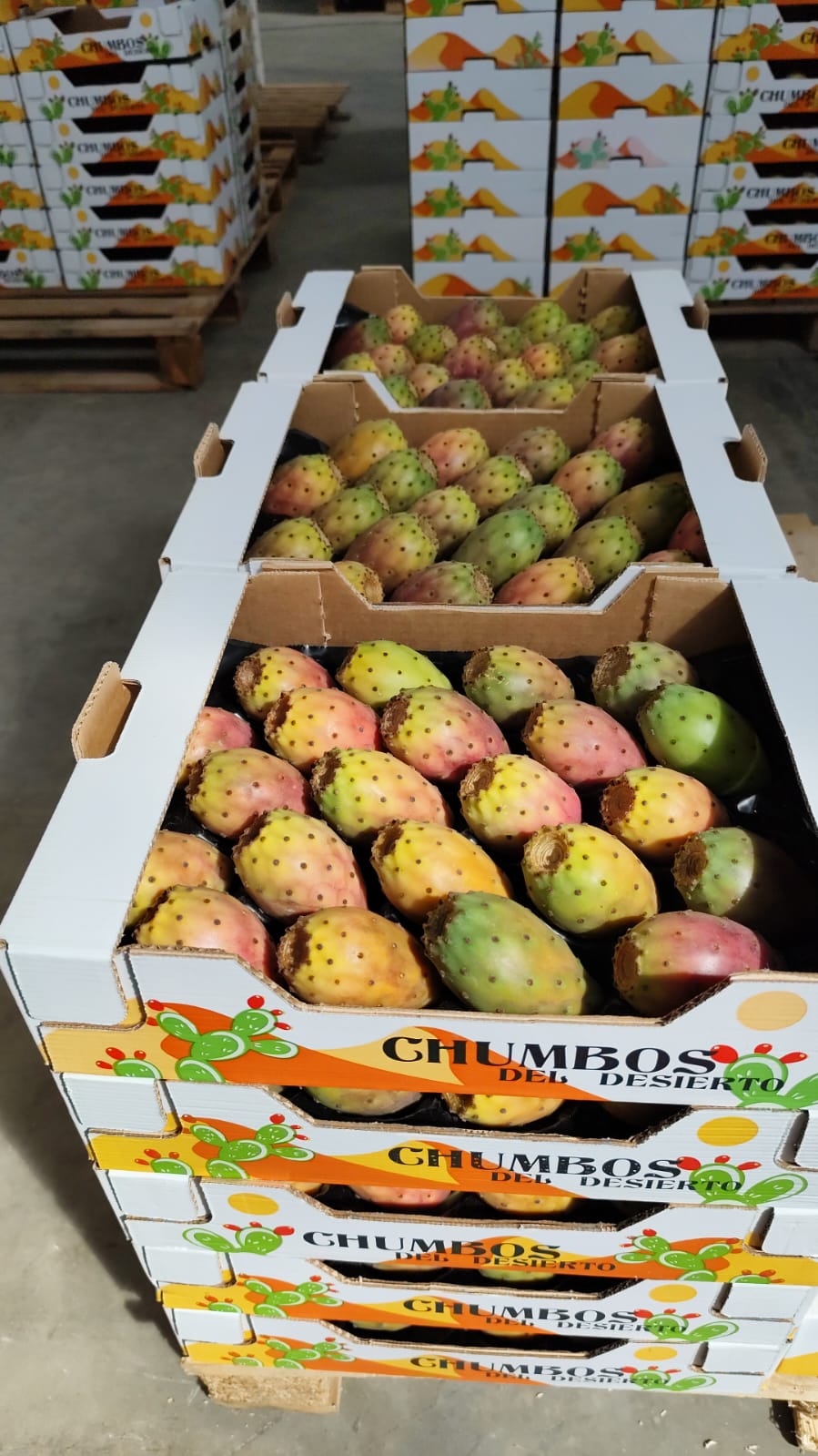 Caja de Chumbos 2kg