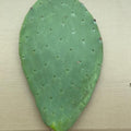 Palas de Chumbos Frescas