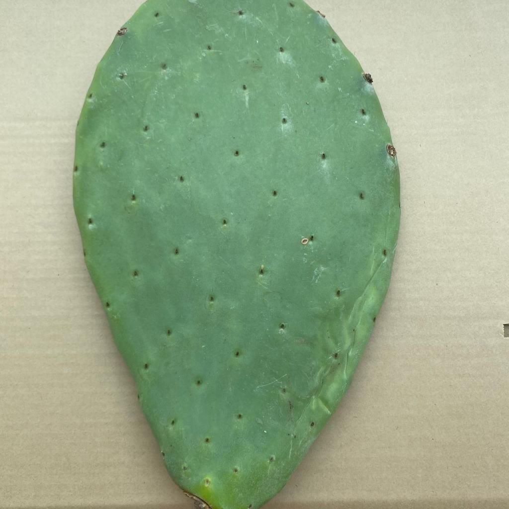 Palas de Chumbos Frescas