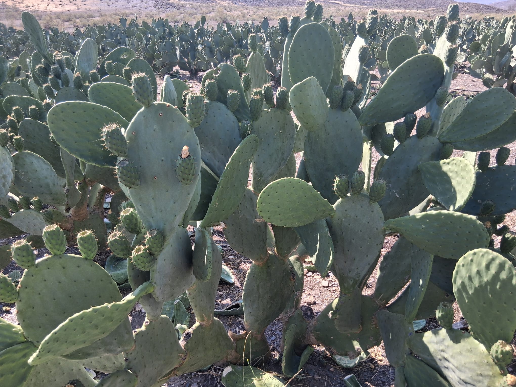 Palas de Chumbos Frescas