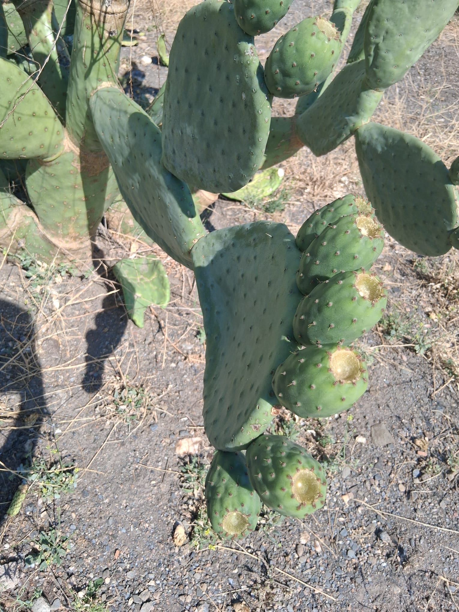 Palas de Chumbos Frescas