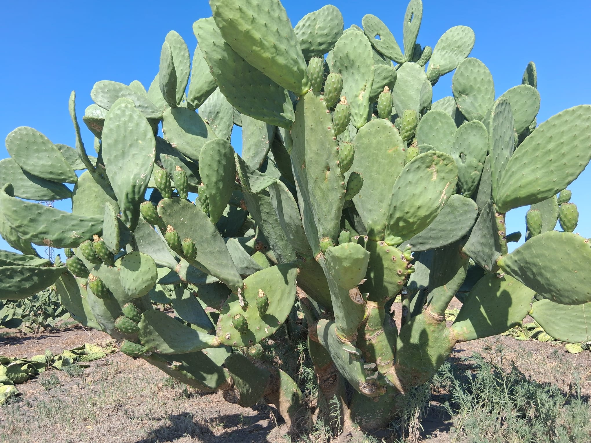 Palas de Chumbos Frescas