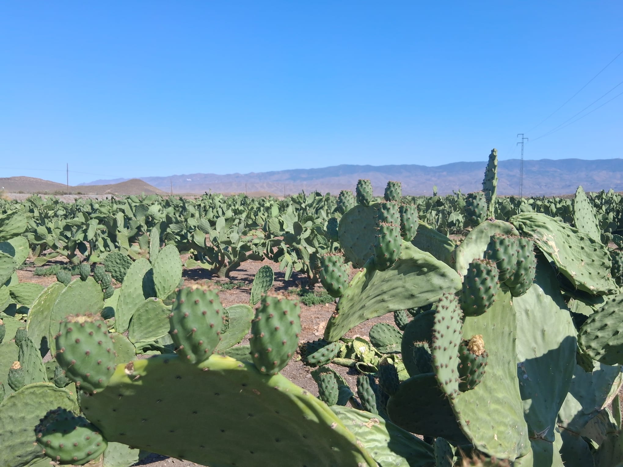 Palas de Chumbos Frescas