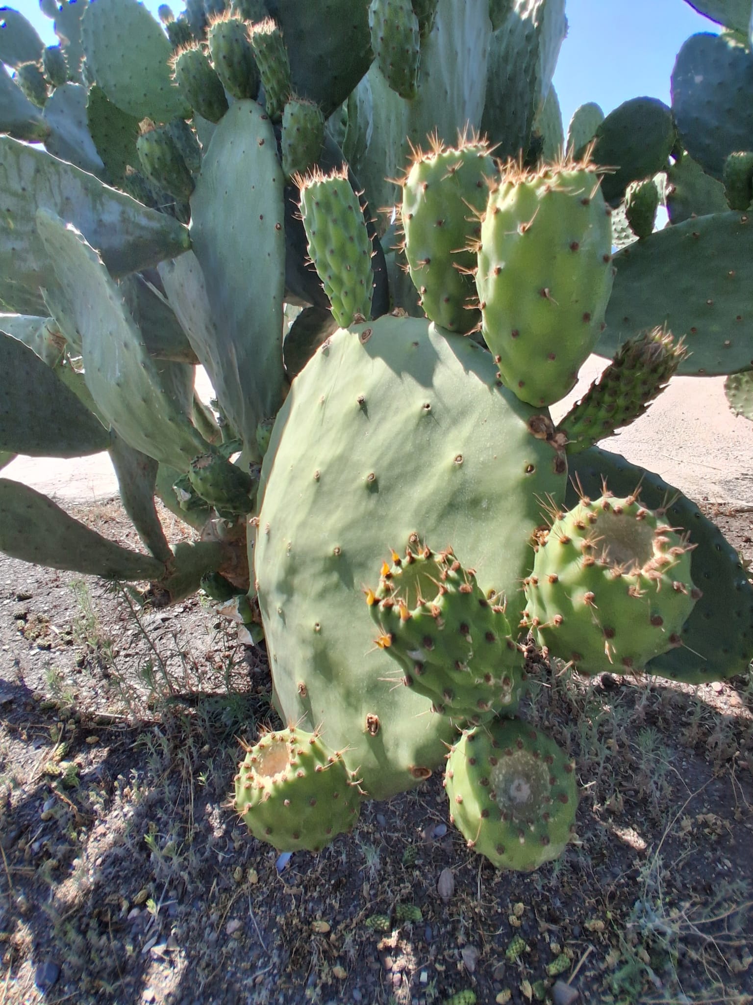 Palas de Chumbos Frescas