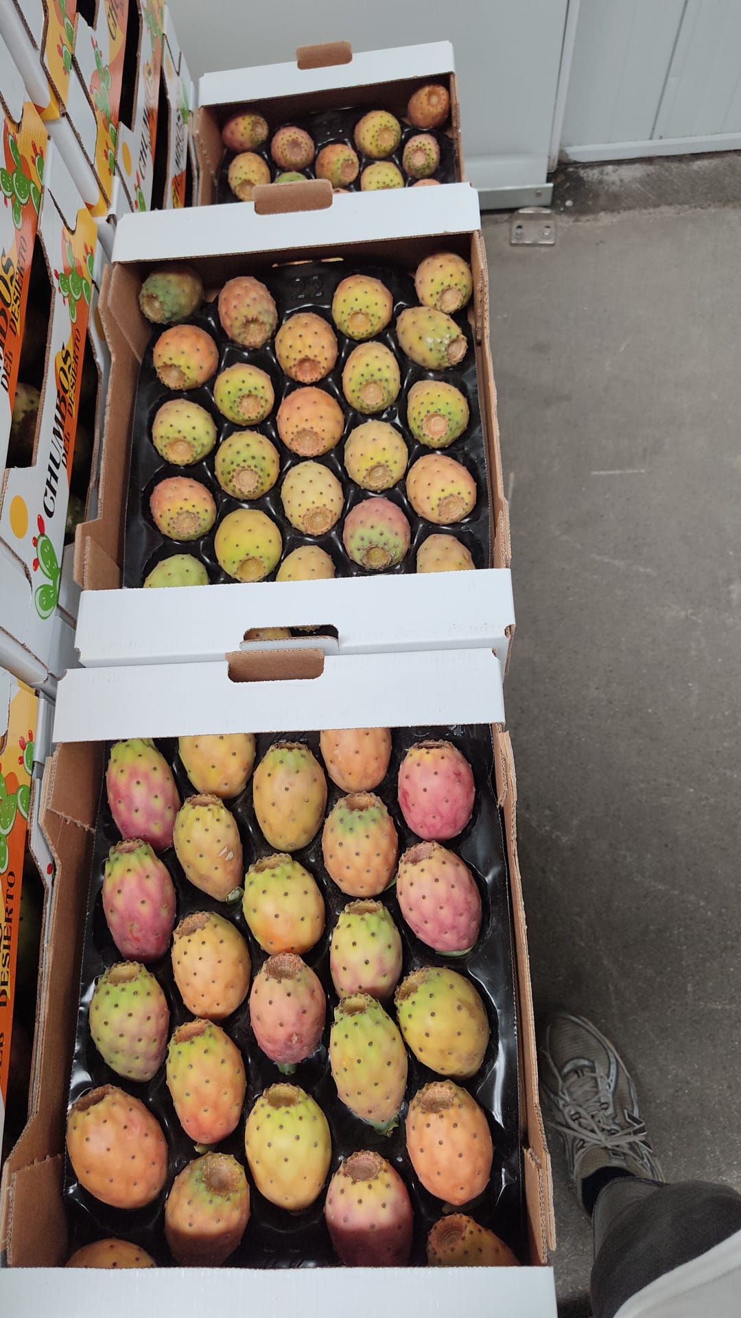 Chumbos Artesanales del Desierto