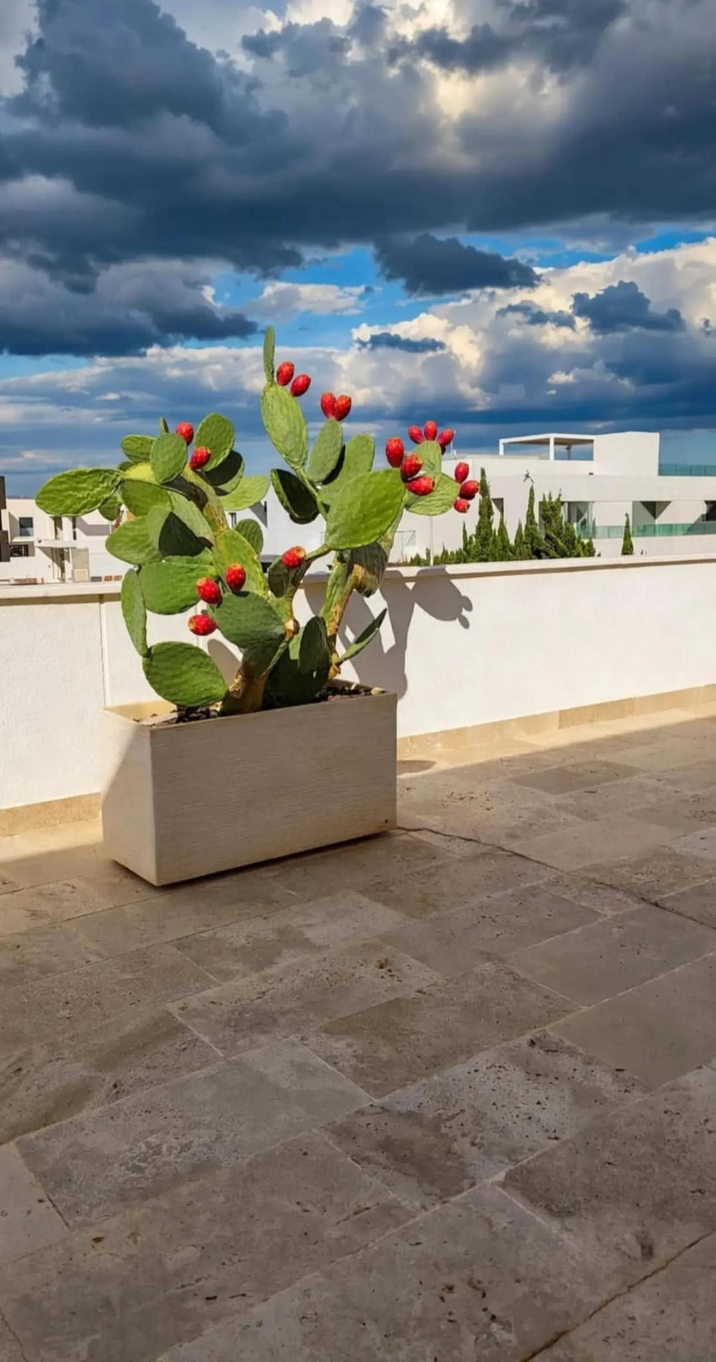 Palas de Chumbos Frescas