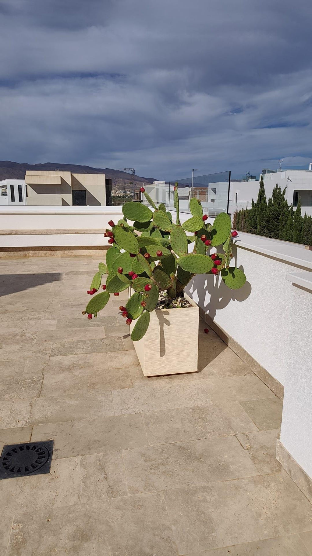 Palas de Chumbos Frescas