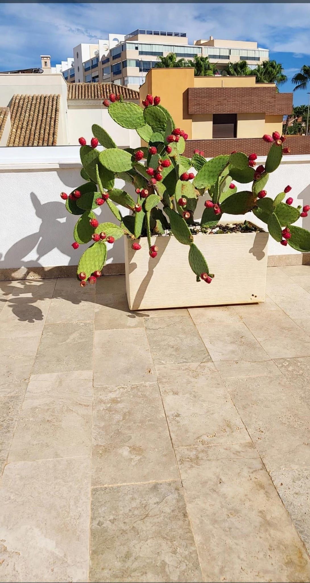 Palas de Chumbos Frescas
